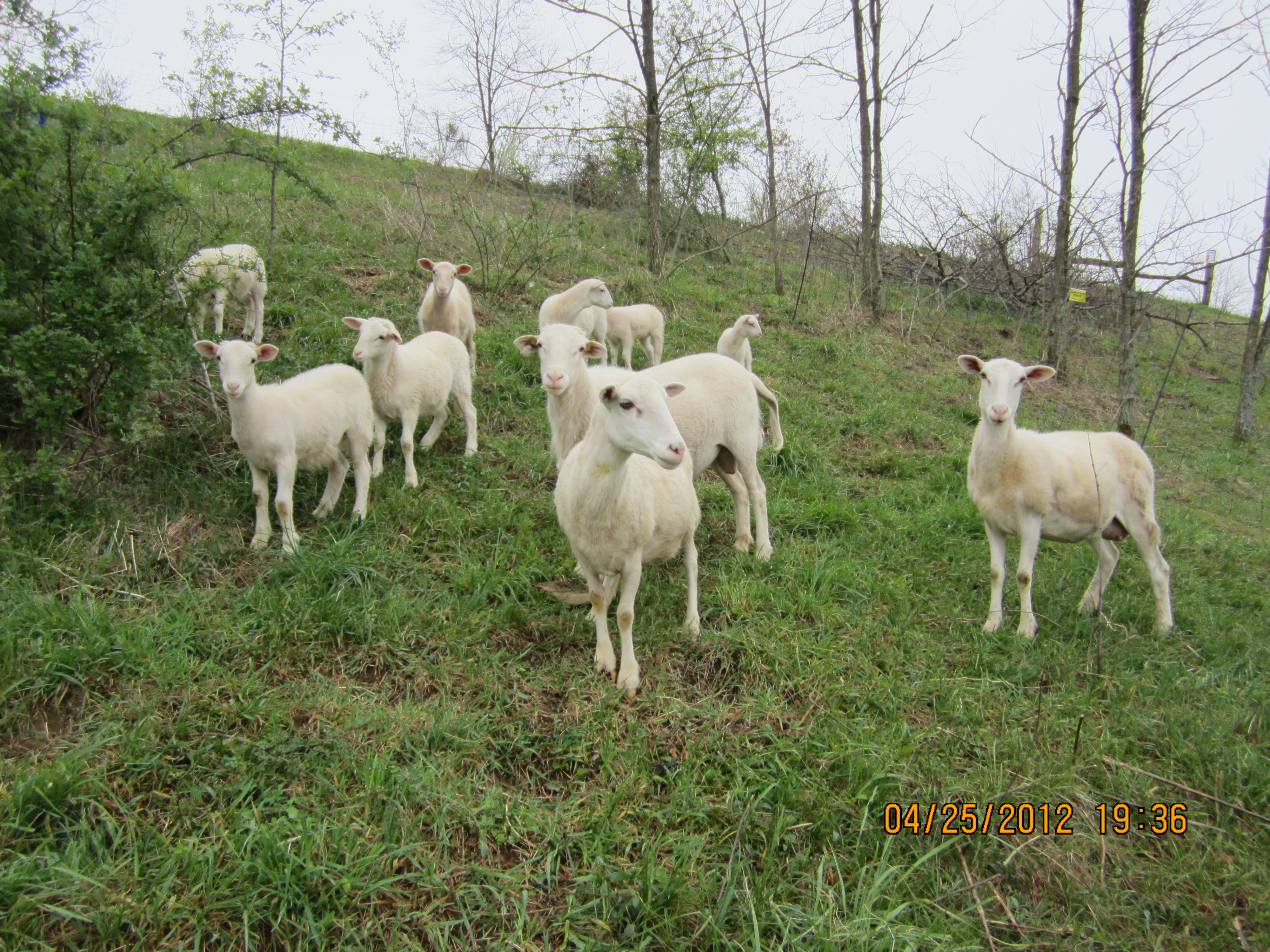 All Grass Lamb
